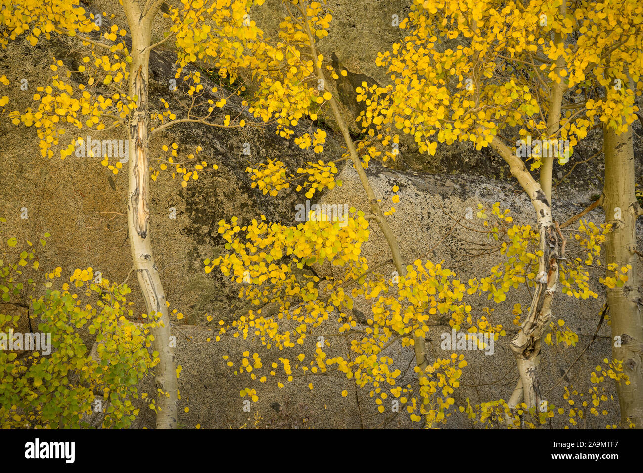 Aspen de árboles a lo largo de South Fork Obispo Creek Road, en la región oriental de Sierra Nevada, California. Foto de stock