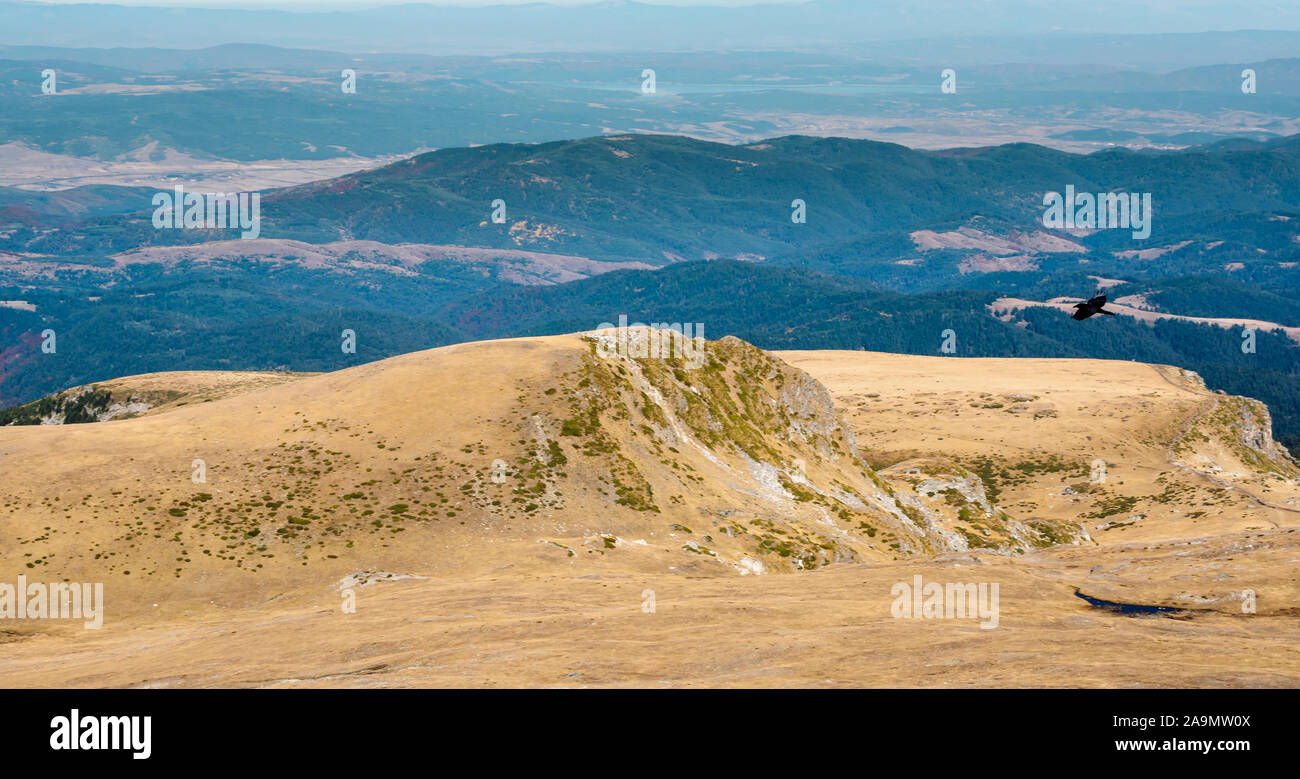 Aves de rapiña volando sobre el Amarillo otoño paisaje montañoso del Parque Nacional de Rila, en el fondo de la montaña Vitosha y el cielo azul claro. Foto de stock