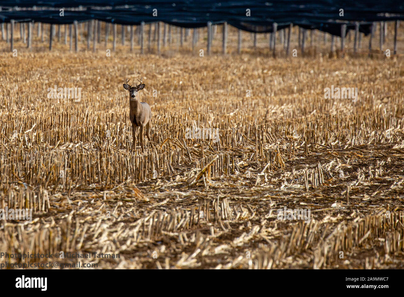 Diez puntos de venado cola blanca buck de pie en un maizal de ginseng y agricultores en Wisconsin Foto de stock