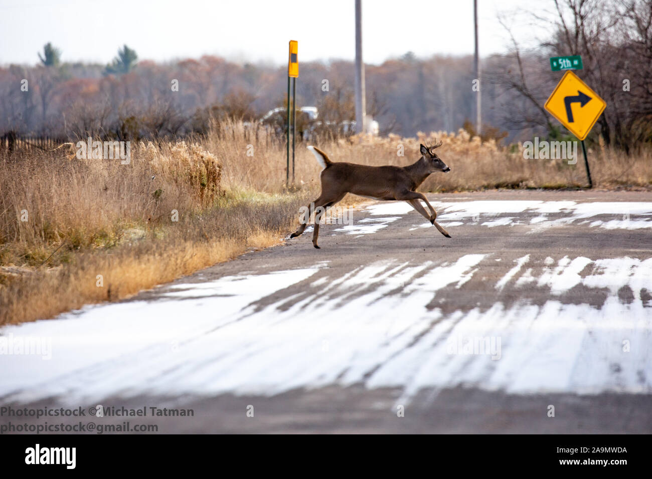 Diez puntos de venado cola blanca buck corriendo a través de una carretera en noviembre de Wisconsin Foto de stock