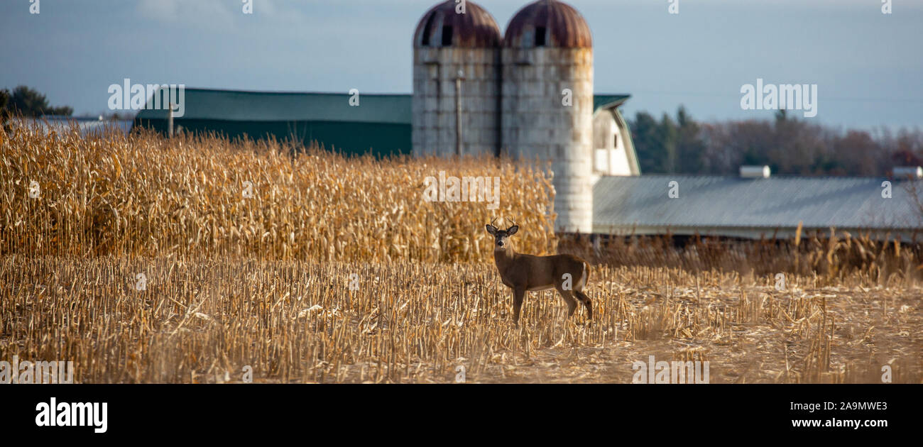Diez puntos de venado cola blanca buck de pie en un maizal de agricultores en noviembre panorámicas Foto de stock