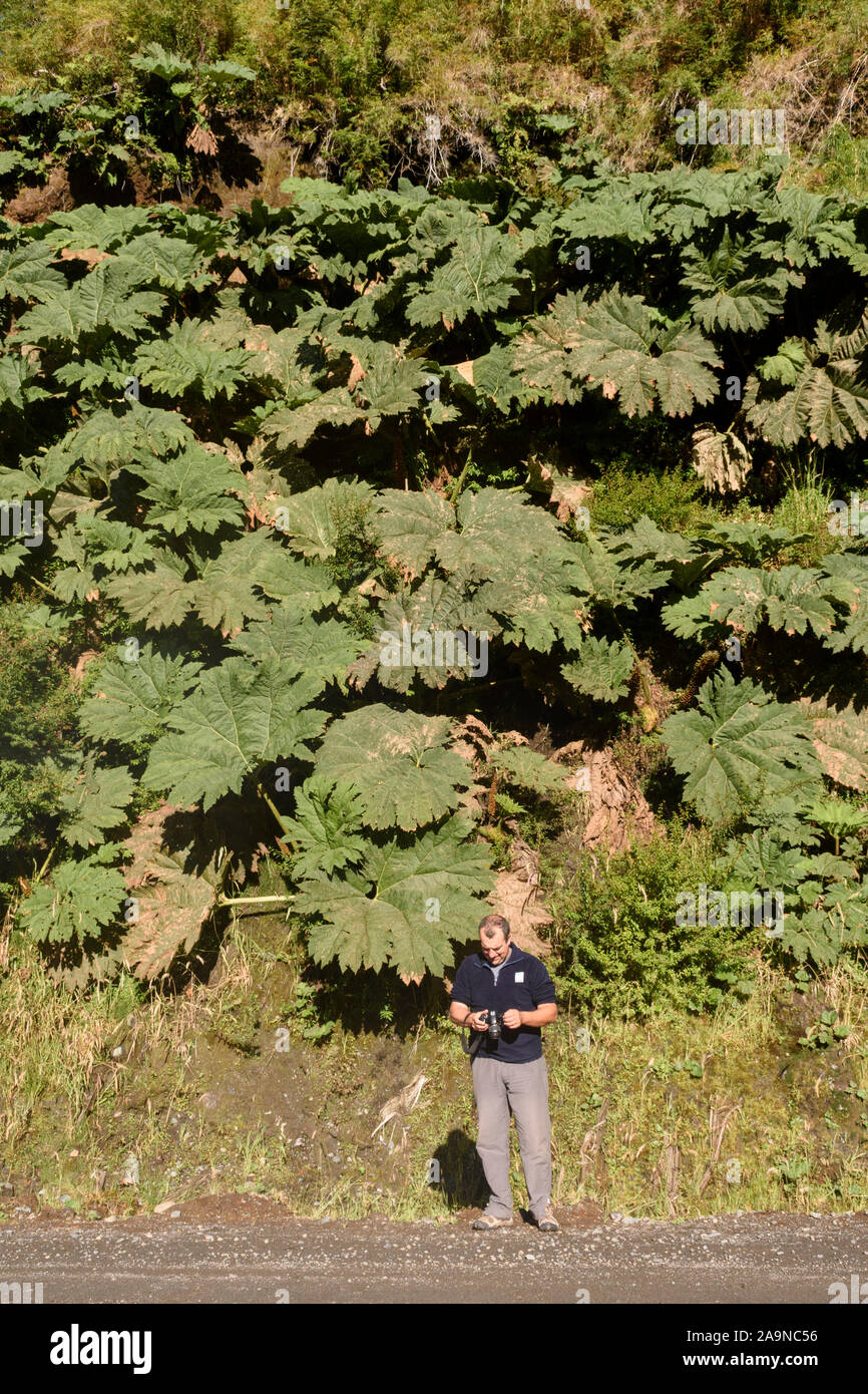 Hombre adulto joven contra la gran planta de ruibarbo chileno en el Parque Pumalín, Chaitén, Patagonia, Chile Foto de stock