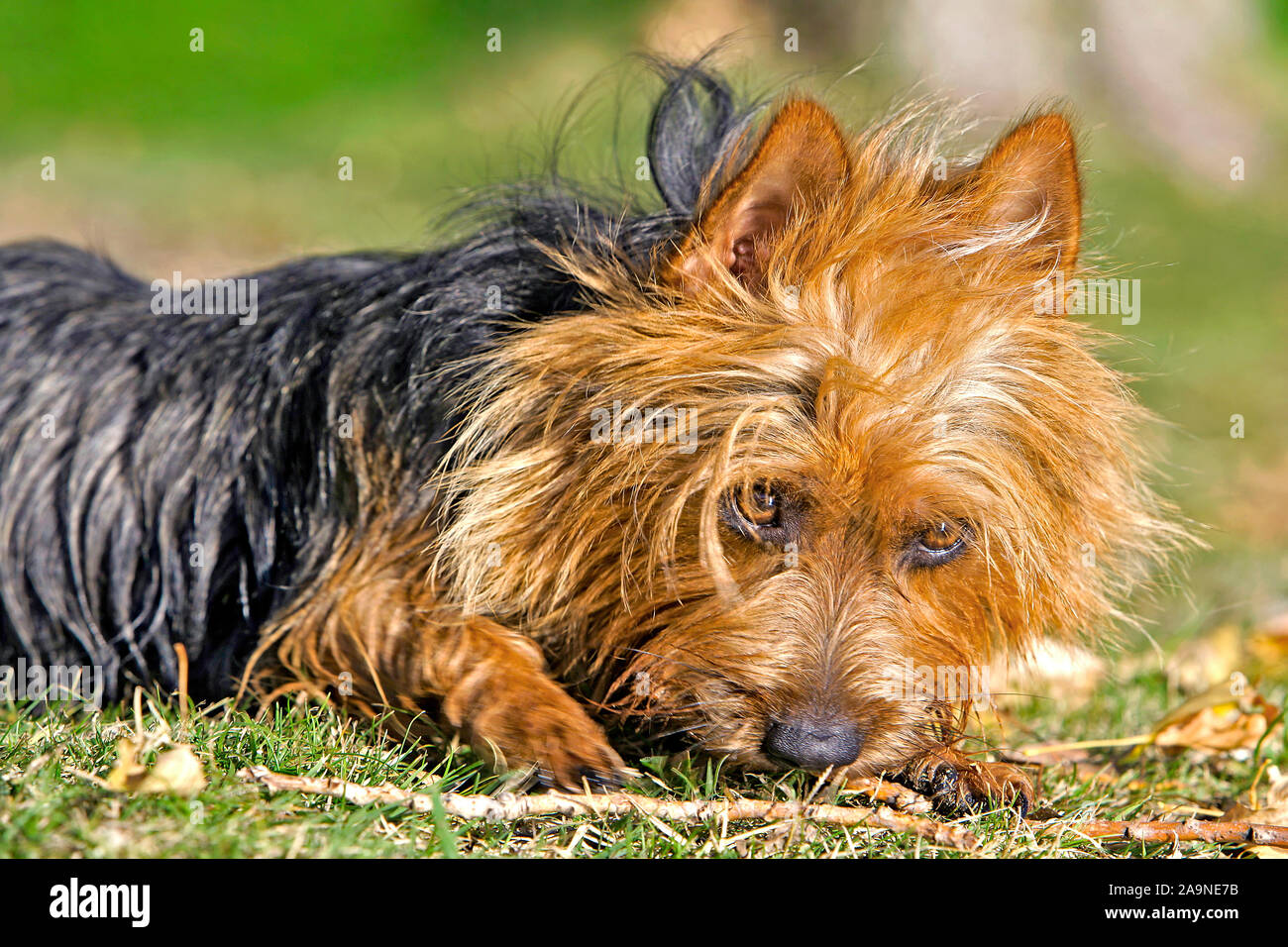 Cerca del Terrier australiano sobre el césped jugando con bastón Foto de stock