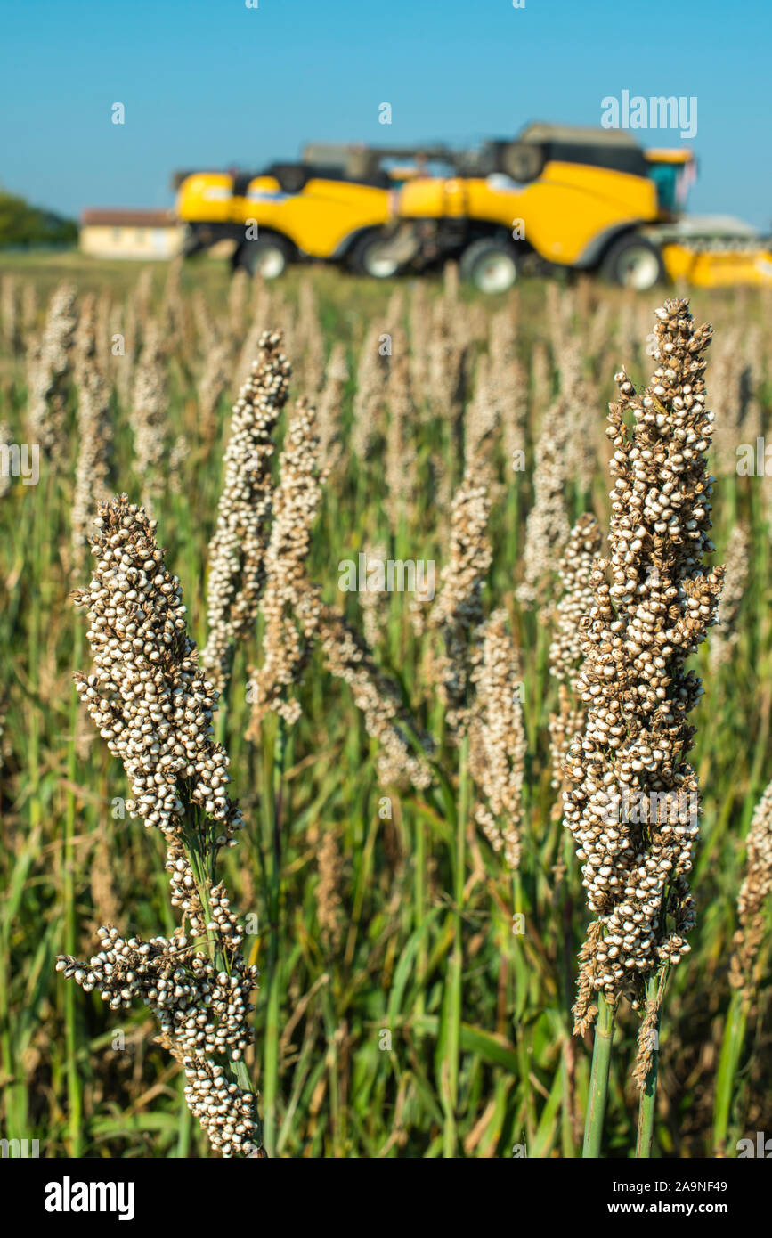 Pluviometro (jardin Milpa Maiz Sorgo Agricultura)