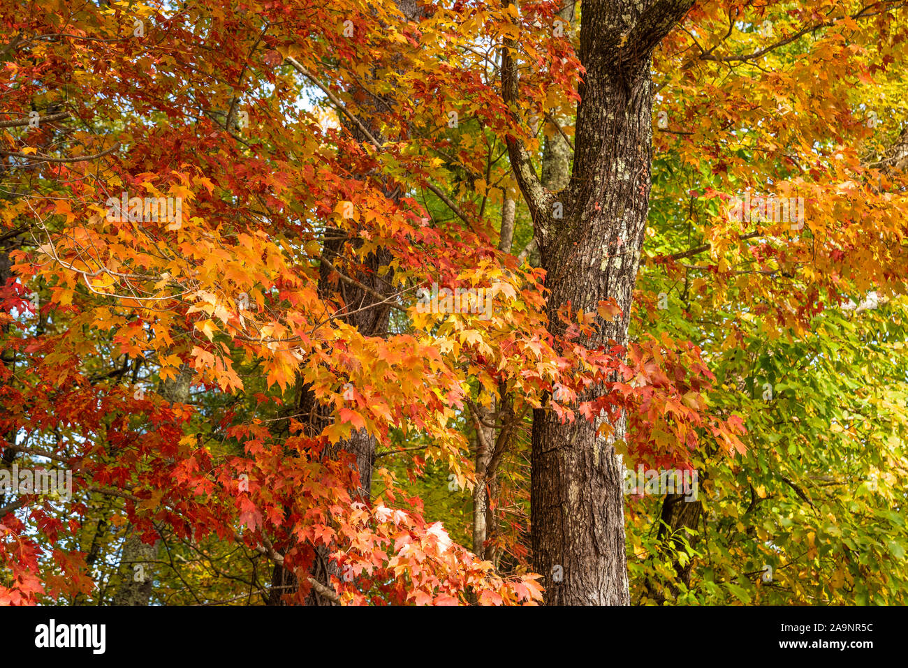 Hojas de otoño colorido a Unicoi State Park en las montañas Blue Ridge cerca de Helen, Georgia. (Ee.Uu.) Foto de stock