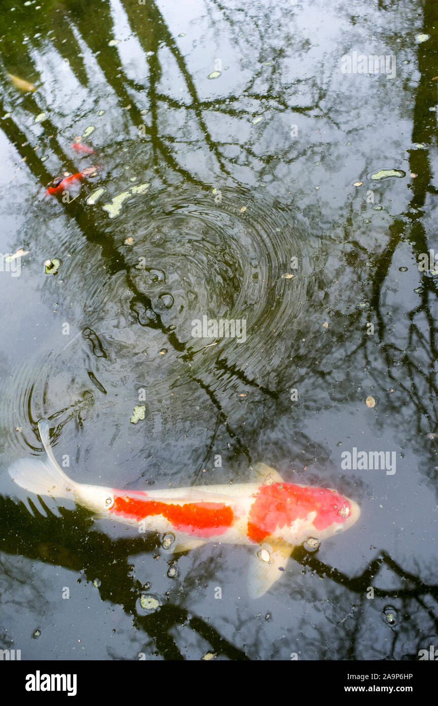 Rojo y blanco de la carpa koi girando en el estanque Foto de stock