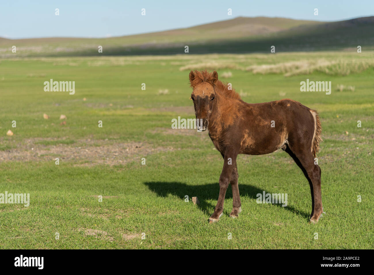 Caballos en Arvaiheer mongol, Mongolia Foto de stock