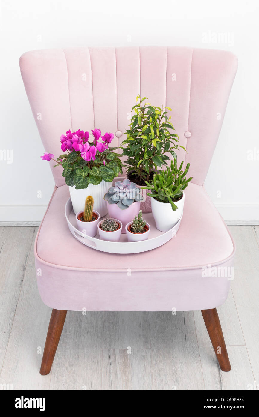 Plantas de interior rosa fotografías e imágenes de alta resolución - Alamy