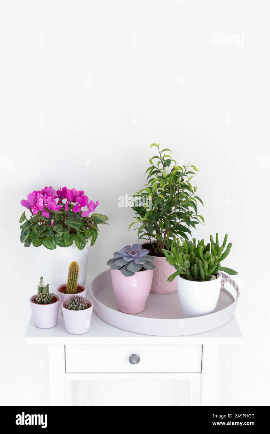 Plantas de interior rosa fotografías e imágenes de alta resolución - Alamy