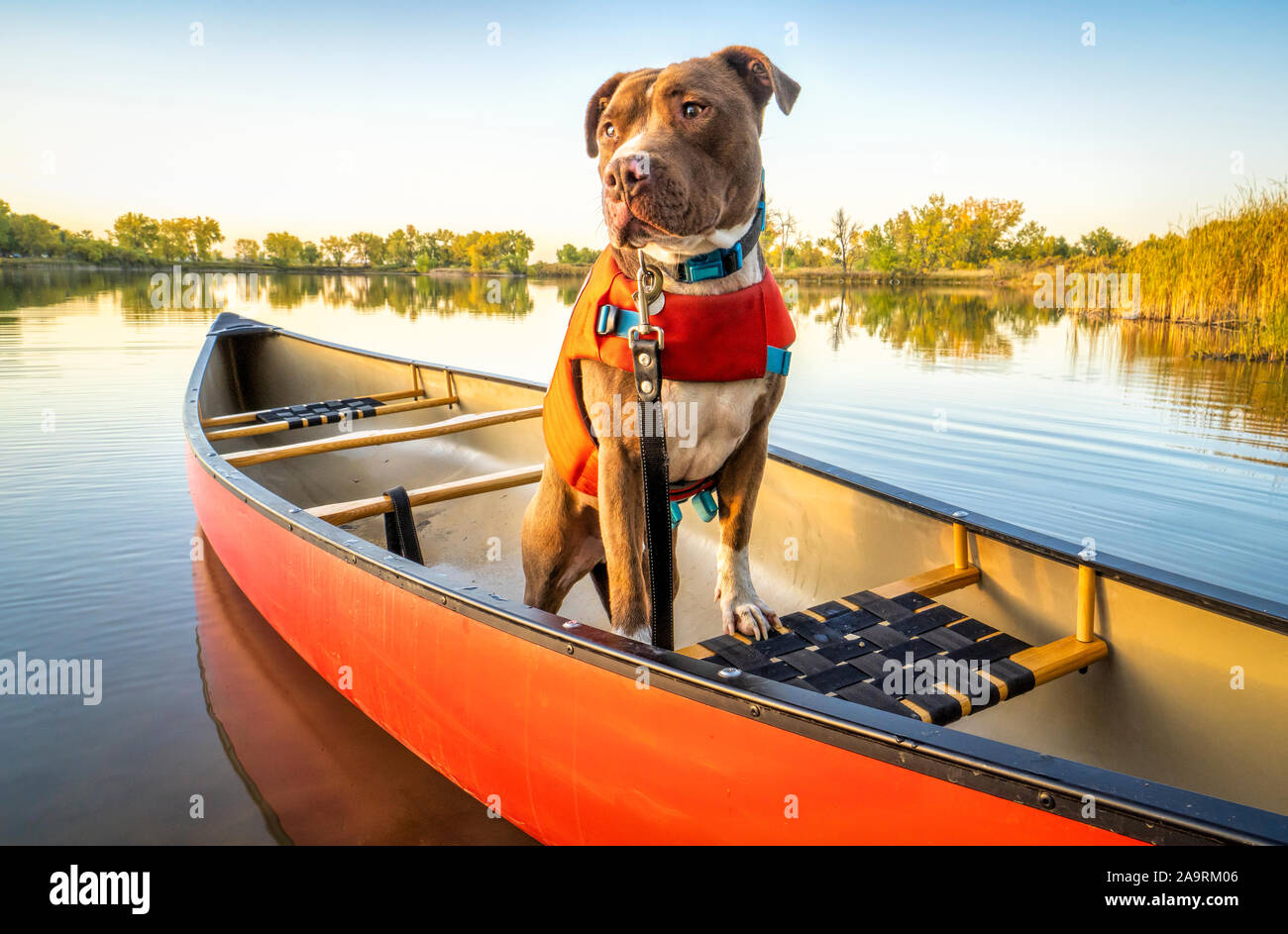 Pit Bull Dog en un chaleco rojo en una canoa en un tranquilo lago en  Colorado en otoño paisaje, recreación con tu mascota concepto Fotografía de  stock - Alamy