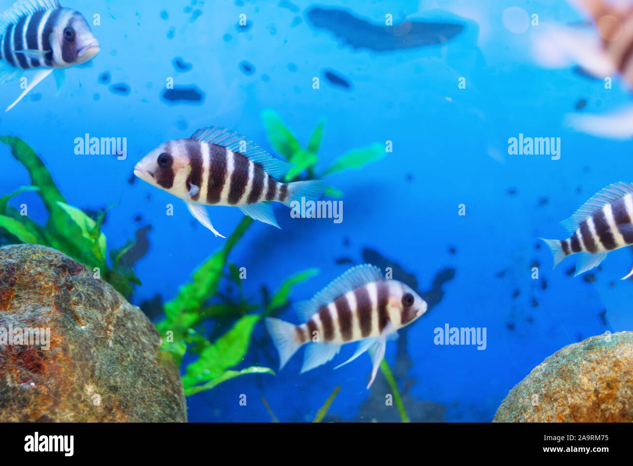 Hermoso mundo submarino con peces tropicales. Los peces nadando en el agua azul claro con burbujas de aire. Foto de stock