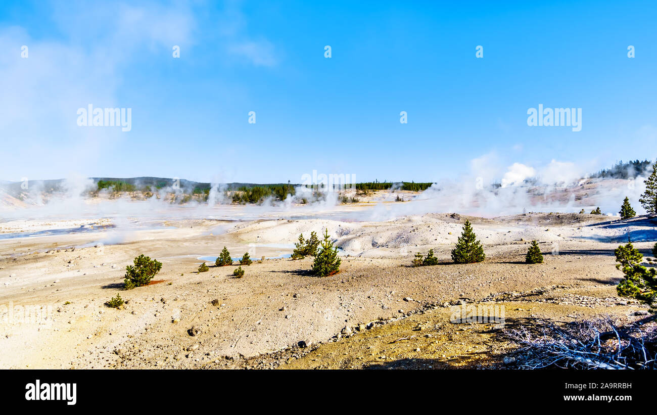 Los géiseres bajo un cielo azul en la cuenca de porcelana de Norris Géiser Cuenca, en el Parque Nacional de Yellowstone, en Wyoming, Estados Unidos de América Foto de stock