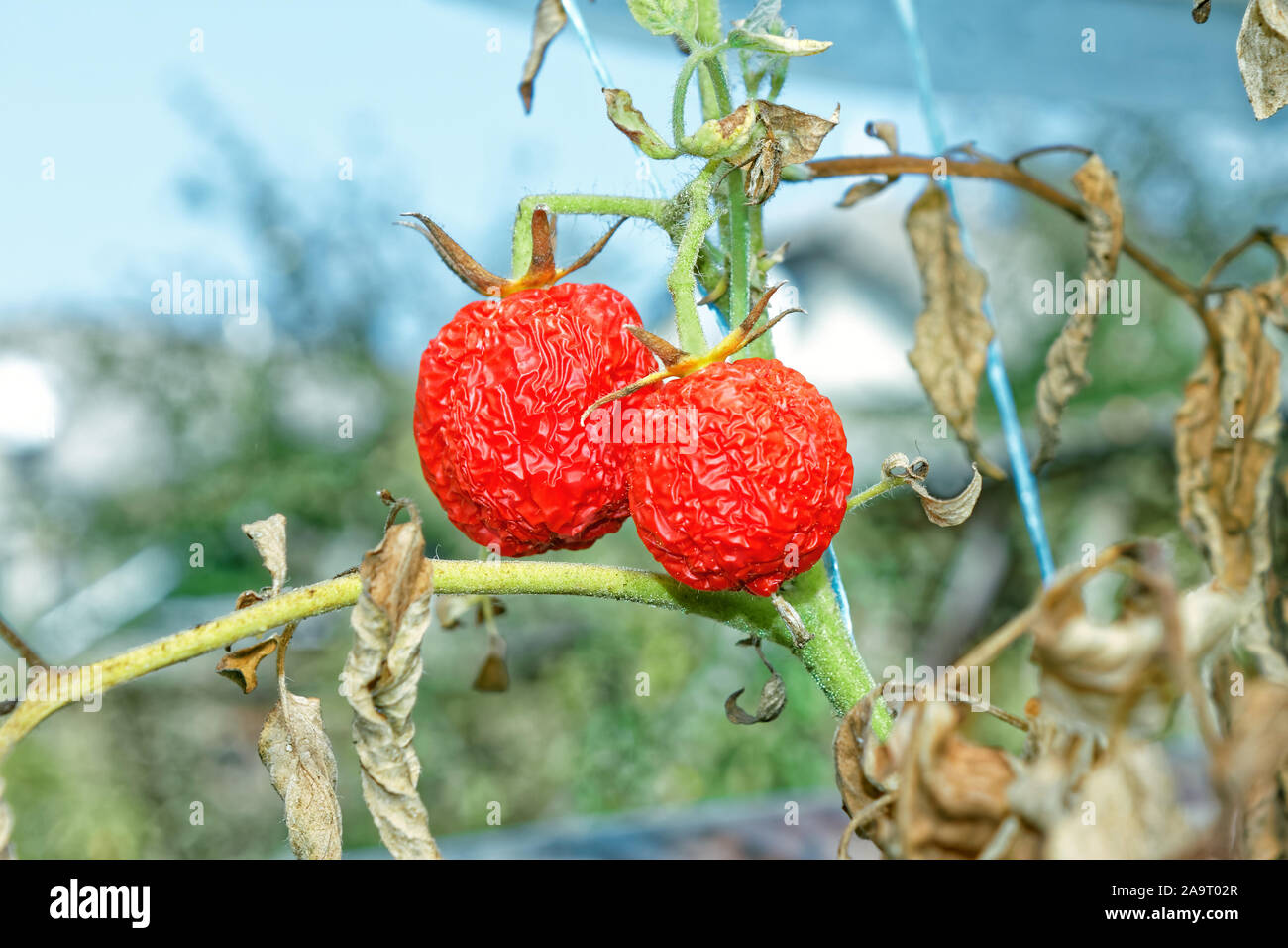 Tomates con enfermedades de plantas marchitas colgando en invernadero en otoño Foto de stock