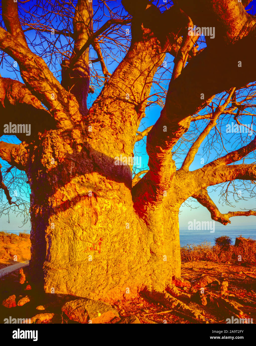 Árbol de baobab gigante al atardecer, Sultanato de Omán, Mar Arábigo, Península Arábiga, especies de Adansonia Foto de stock