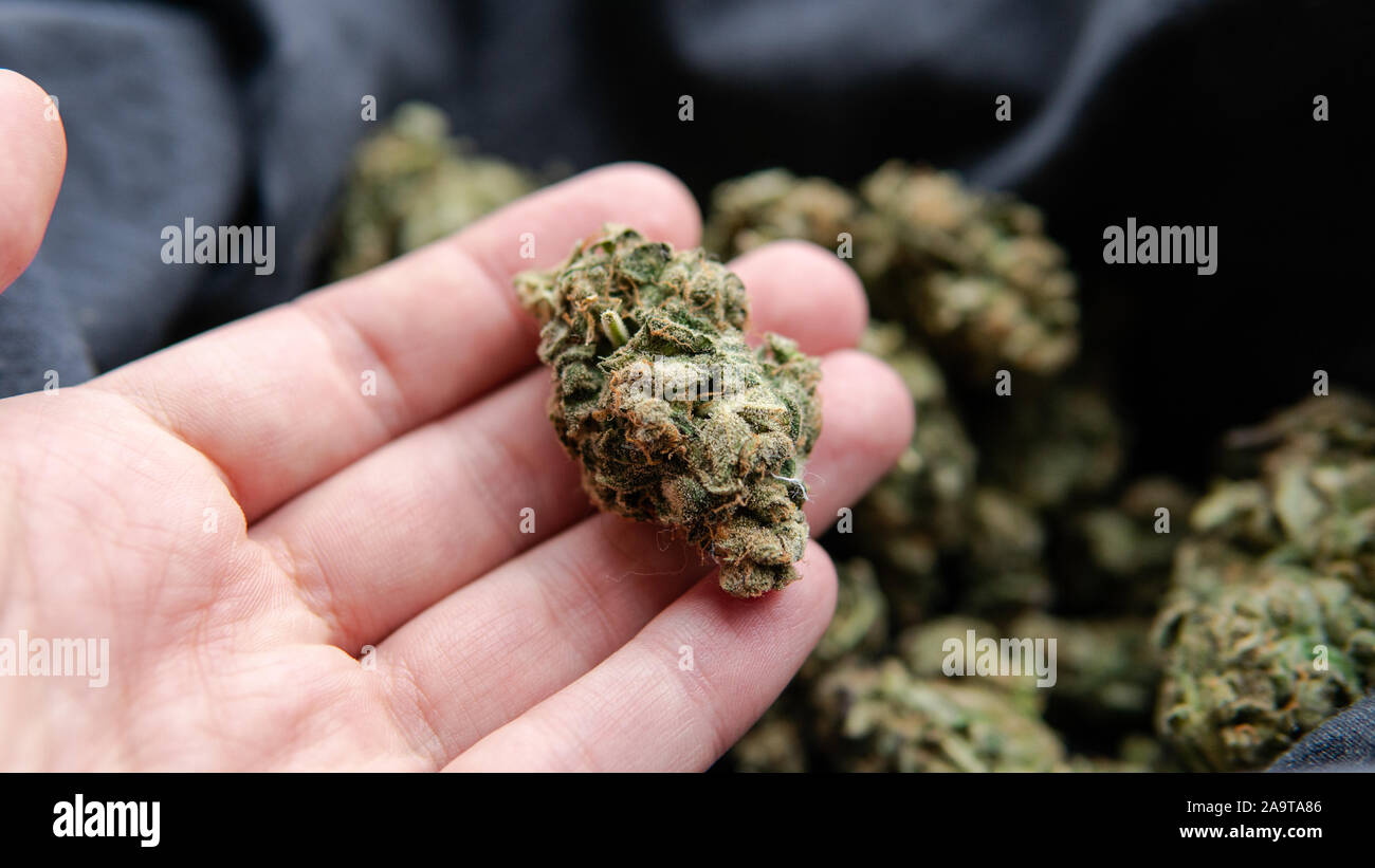 Control de calidad de los cogollos de marihuana para el molde. El cannabis crece profesional en Europa Foto de stock