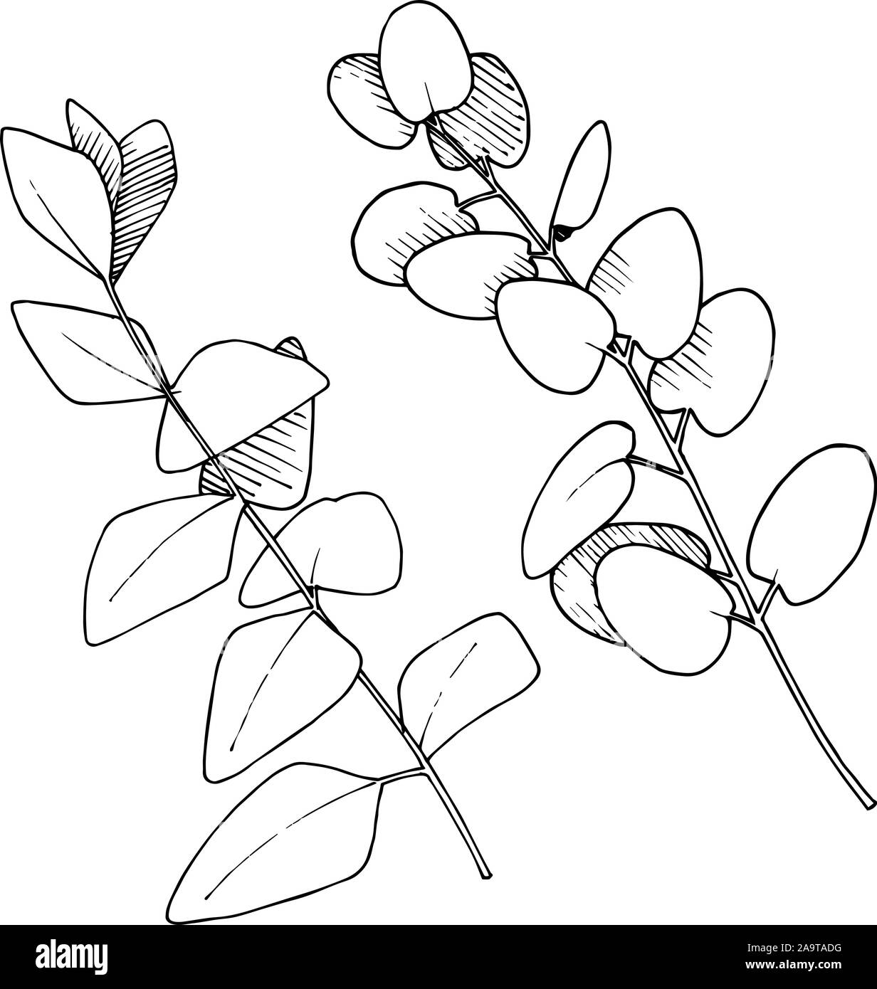 Vector rama hojas de eucalipto. En blanco y negro de tinta grabado art