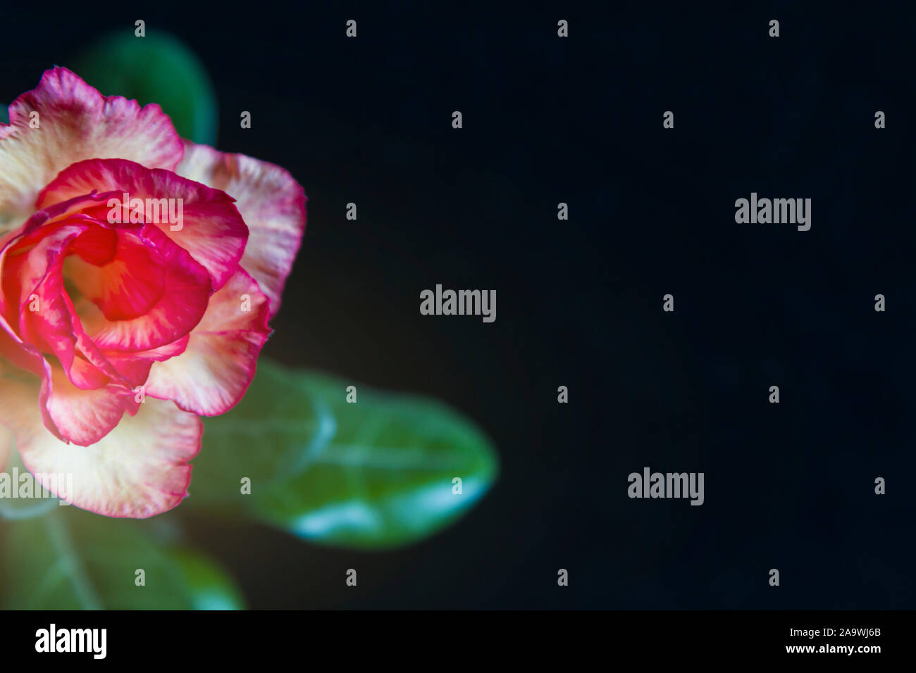 Hermosa flor rosa o adenium sobre fondo negro Foto de stock