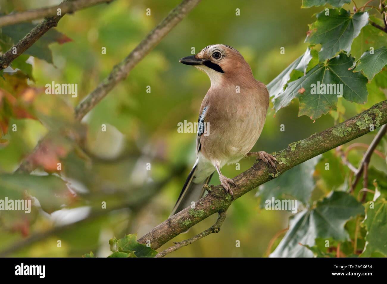 Jay euroasiático ( Garrulus glandarius ), encaramado en un árbol, mirando alrededor, muy atento, la fauna, las aves de Europa. Foto de stock