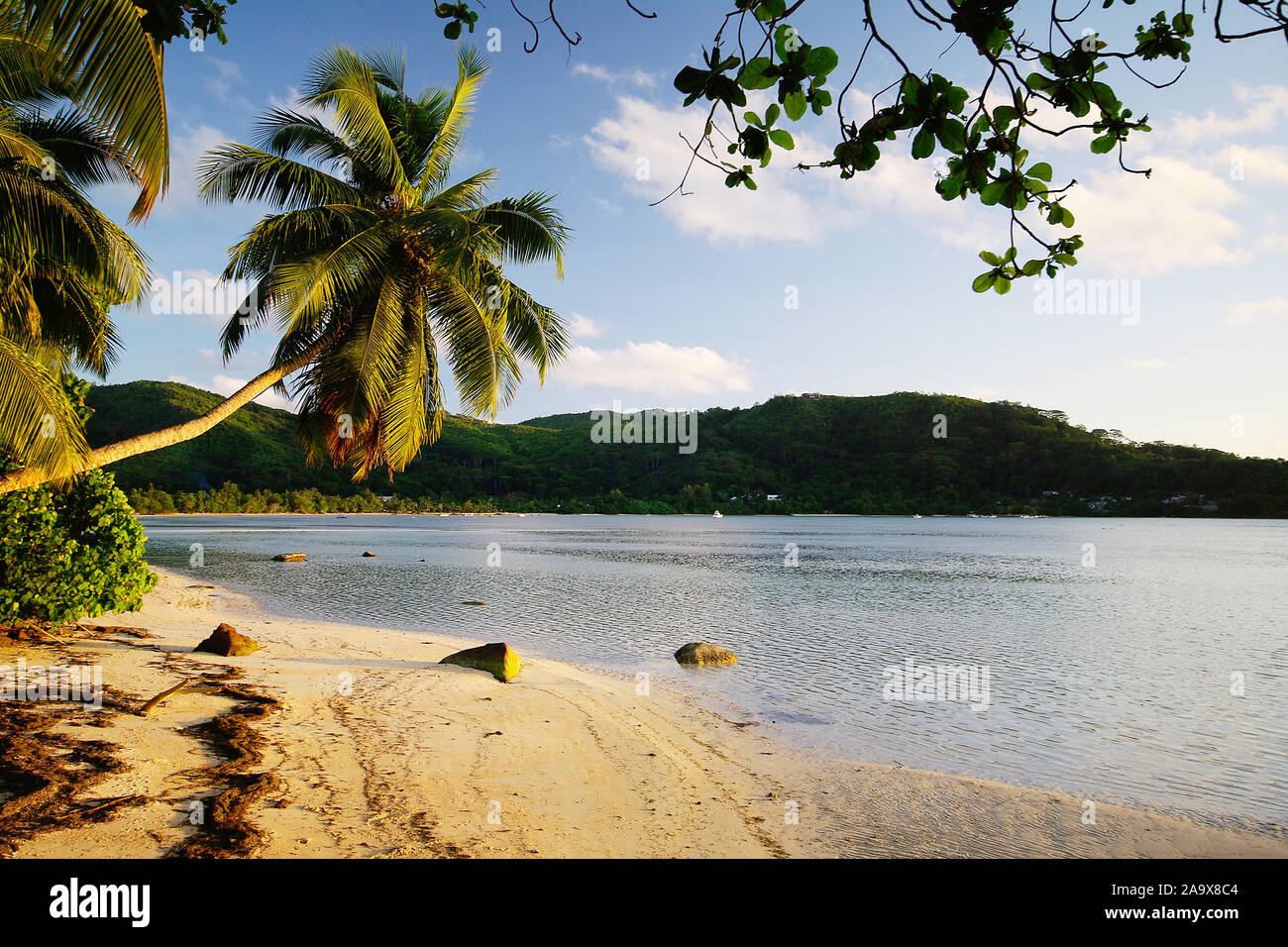 Palme Schaukel mit der Anse Gaulettes im süd westen der Insel Mahe, Seychellen Foto de stock