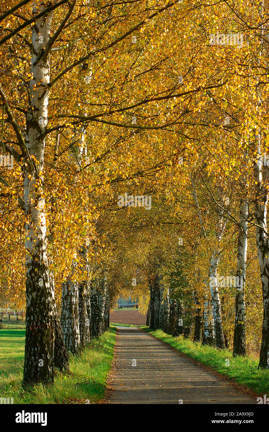 Birkenallee im Herbst Foto de stock