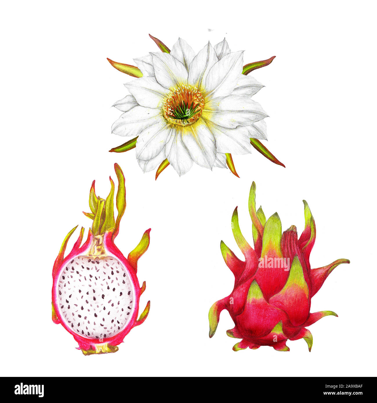 Conjunto aislado botánico de pitaya dibujado a mano,ilustración de alimentos,pieza de la fruta,ilustraciones botánicas establecer Foto de stock