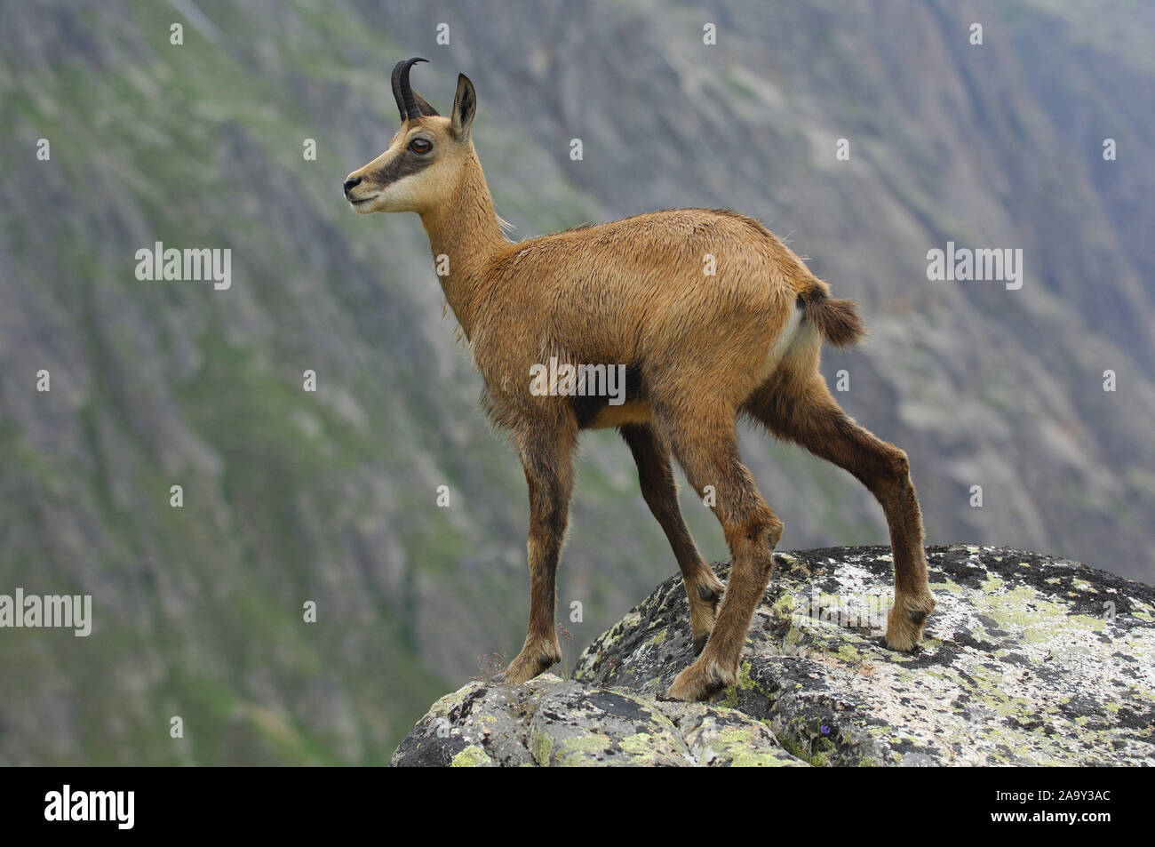 Gemse Foto de stock