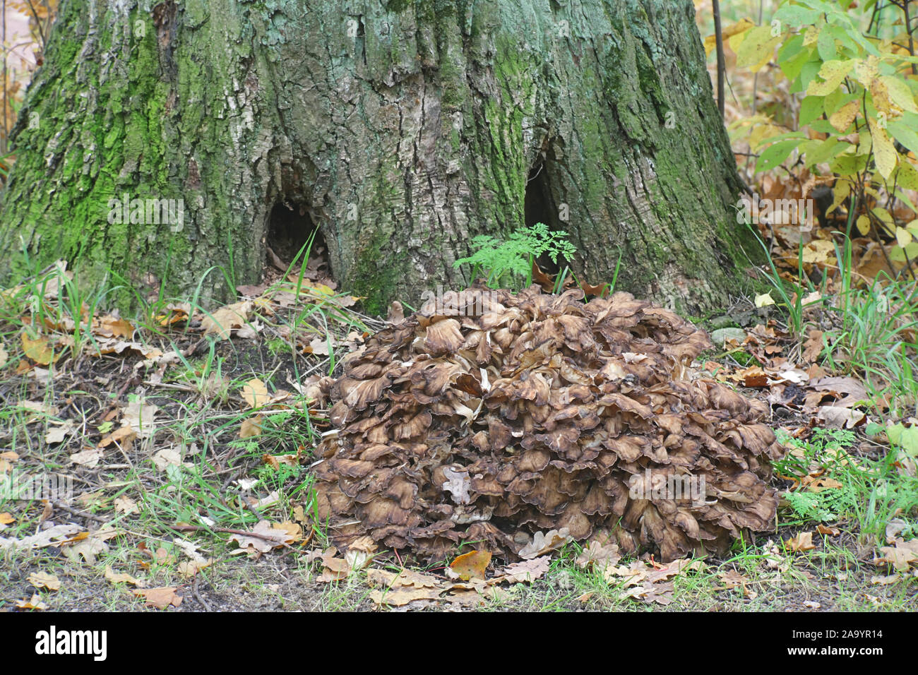 Grifola frondosa, conocido como el maitake, gallinadelawoods, cabeza