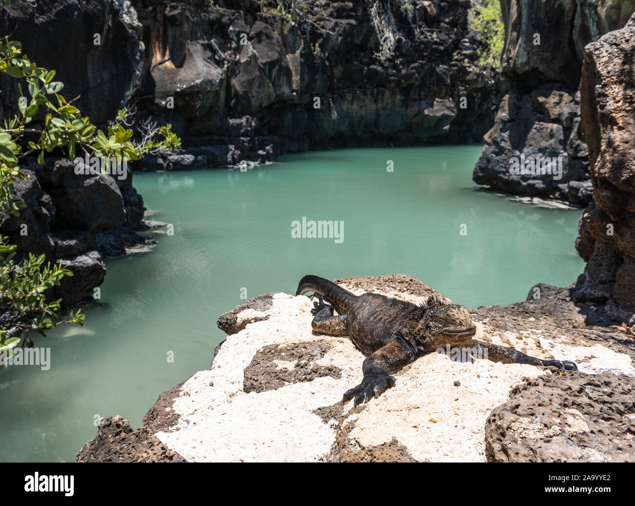 Una iguana marina baña al sol en los bancos de una de las calas más exclusivas en las Galápagos. La salinidad en el agua crea este color natural. Foto de stock