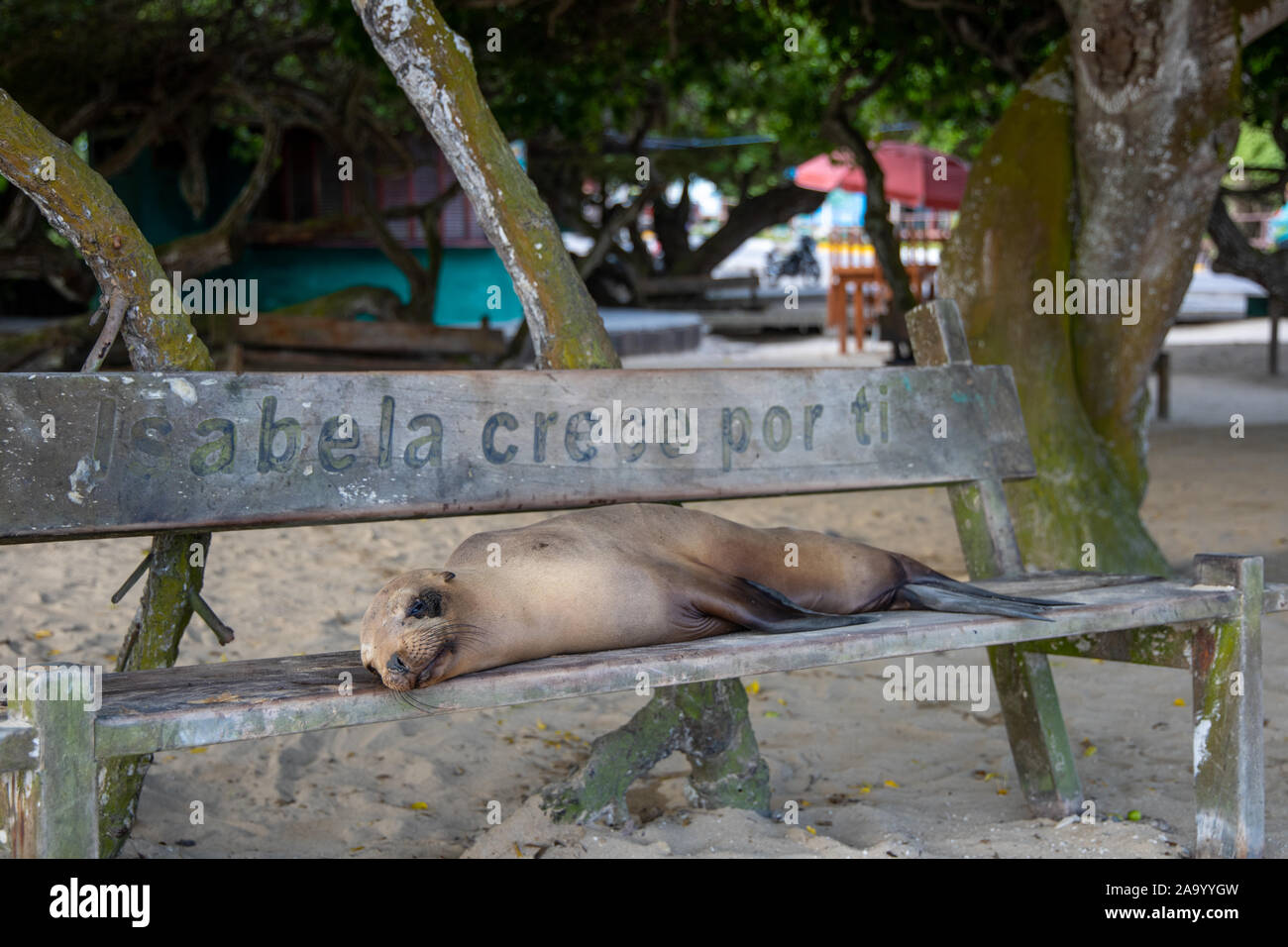 Lobo de mar descansando en un banco sobre la belleza de la costa de Santa Cruz, Galápagos. Foto de stock