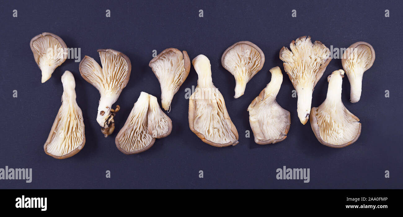 "Pleurotus ostreatus' setas ostra alineadas en una fila sobre fondo oscuro Foto de stock
