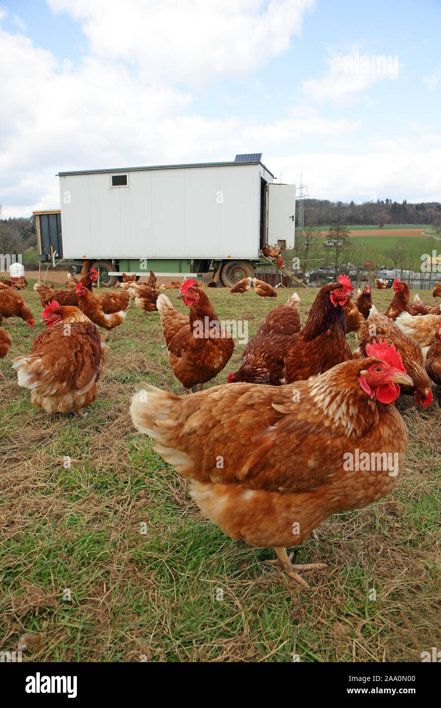 En Freilandhaltung mit Auslauf Hühner auf einer Wiese. Im Hintergrund steht ein Hühnerhaus móviles. Foto de stock