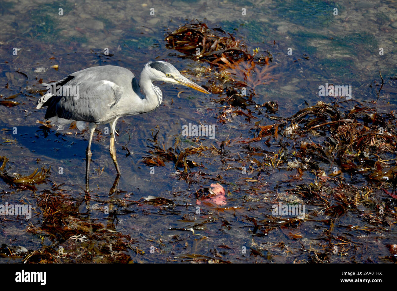 La majestuosa buscando aves Garzas pescando en Aberaeron Harbour en la marea baja. Foto de stock
