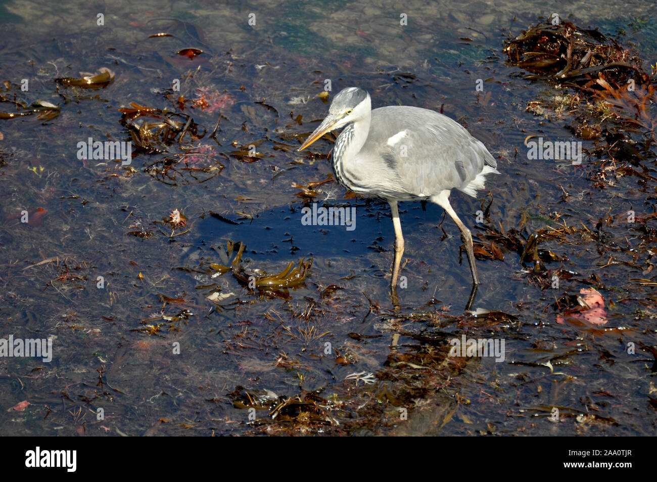 La majestuosa buscando aves Garzas pescando en Aberaeron Harbour en la marea baja. Foto de stock