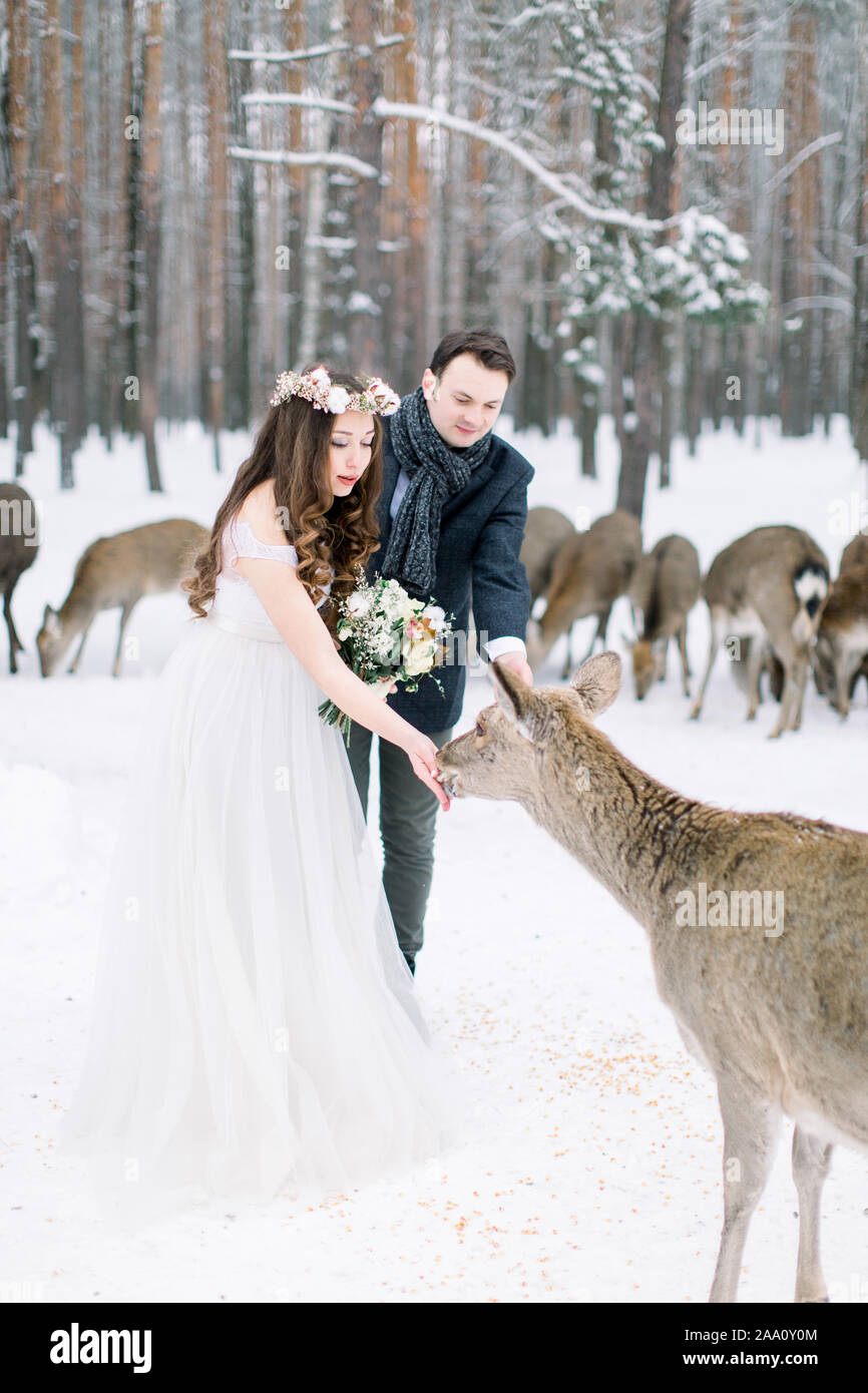 Hermosa novia y novio en invierno bosque alimentando un venado. Manada de  ciervos en el fondo Fotografía de stock - Alamy