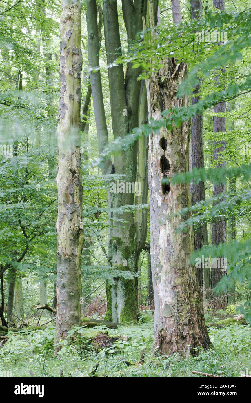 Buchenwald mit Totholz Lebensraum wichtiger als für viele Tiere / bosque de hayas con árboles muertos como un importante hábitat para muchos animales diferentes Foto de stock