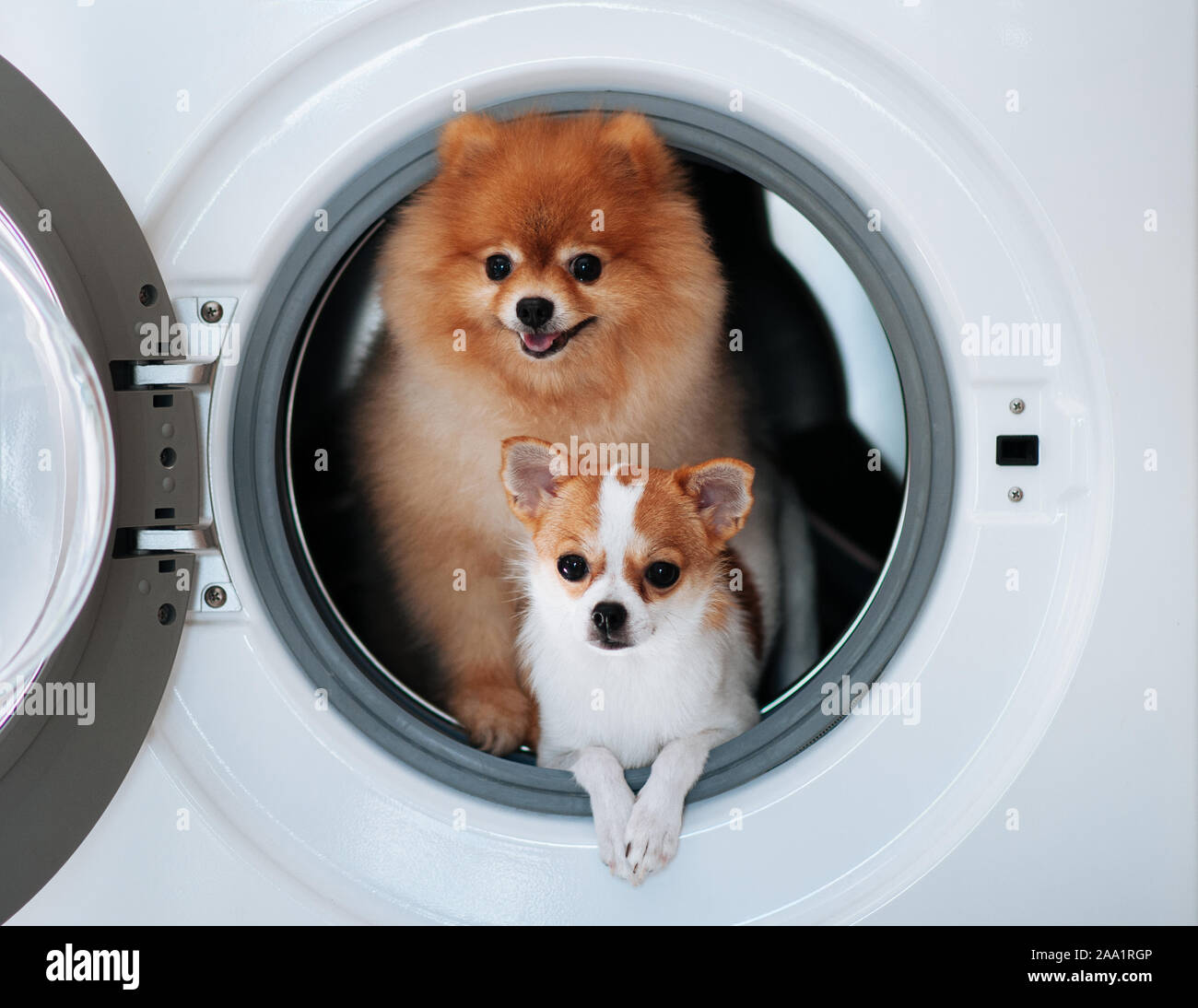 Cara sucia de perro fotografías e imágenes de alta resolución - Página 8 -  Alamy