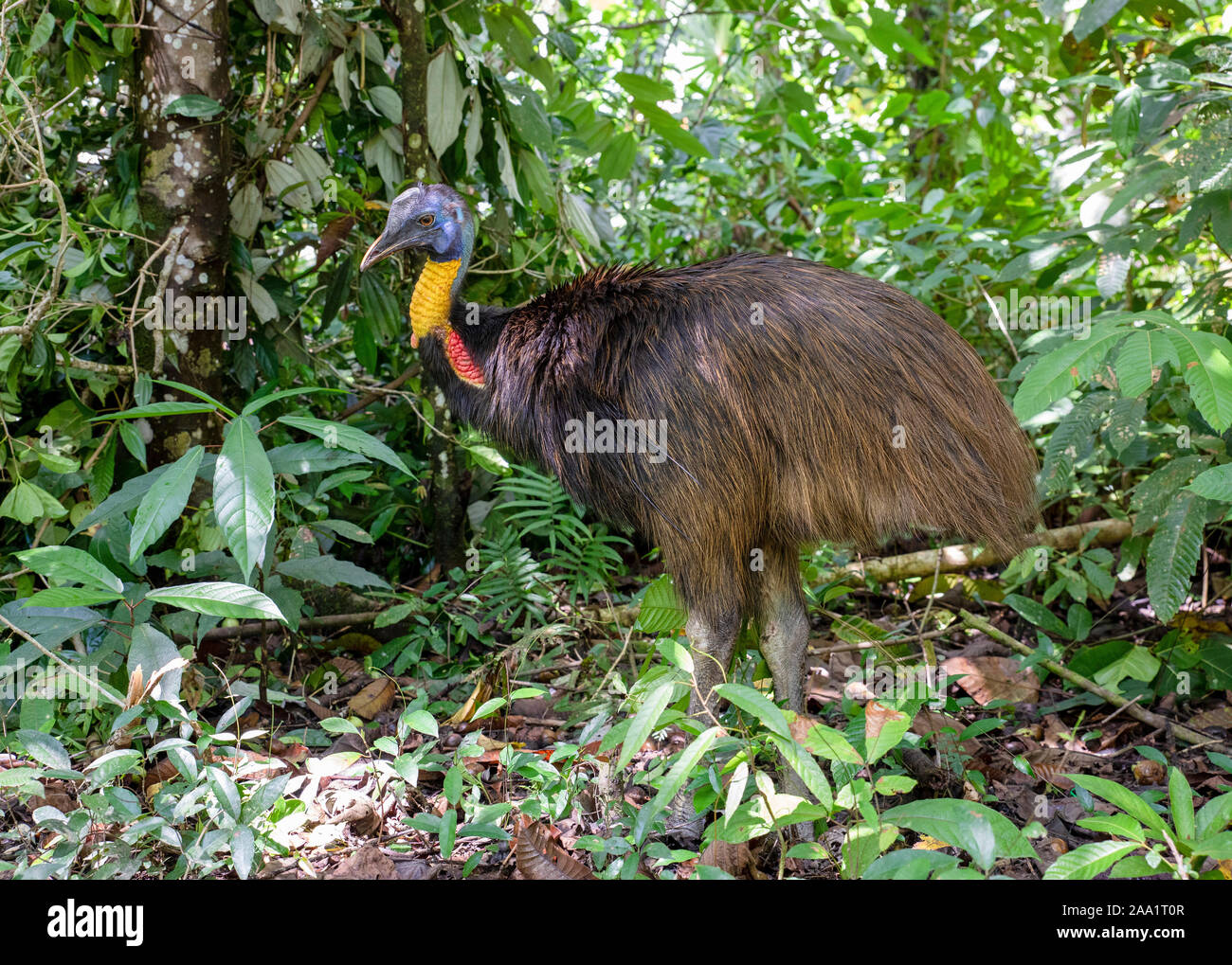 Casuario septentrional (Casuarius unappendiculatus) en el bosque lluvioso, en Papua, Nueva Guinea occidental Foto de stock