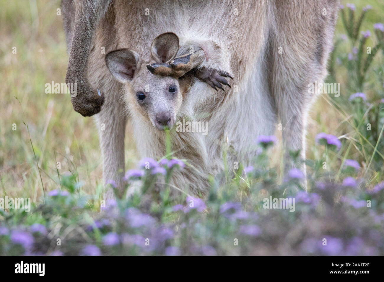 El canguro gris oriental (Macropus giganteus) madre con bebé joey en bolsa, Capertee Valley, Australia Foto de stock