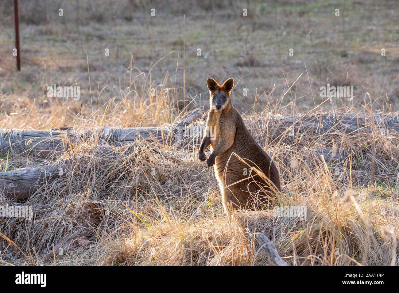 Pantano Wallaby (Wallabia bicolor) , también conocida como Black Wallaby, Australia Foto de stock