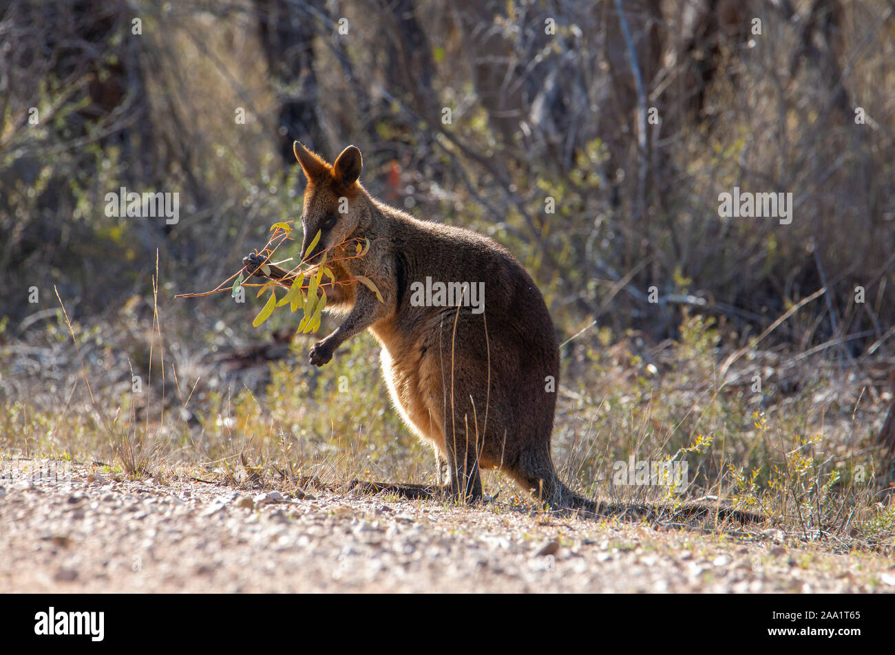 Pantano Wallaby (Wallabia bicolor) , también conocida como Black Wallaby, Australia Foto de stock