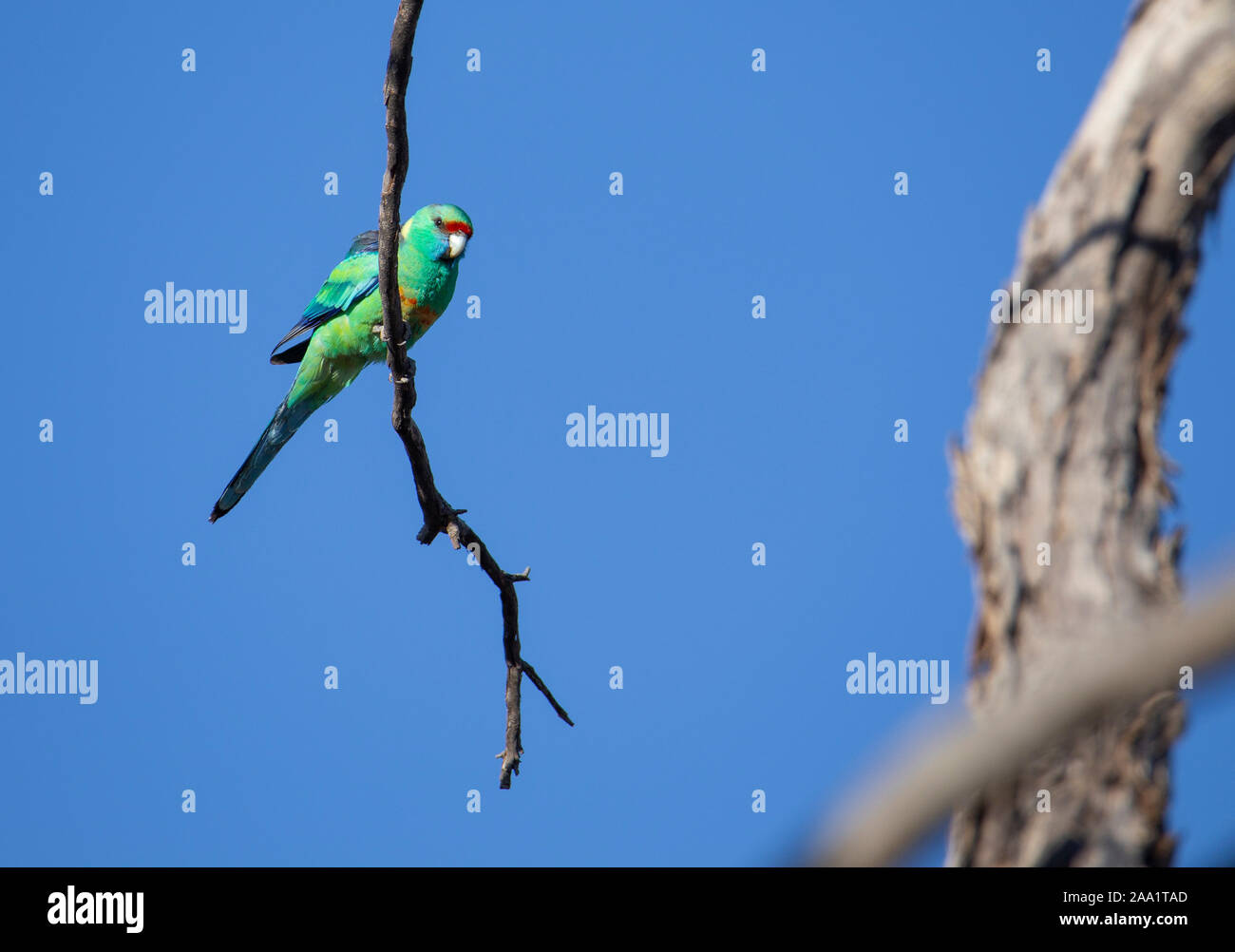 Parrot (Ringneck australiano Barnardius zonarius) en el outback de Queensland. También conocido como Ringneck Mallee. Foto de stock