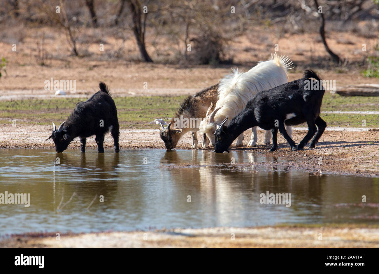Las cabras salvajes bebiendo de un humedal tras la lluvia en el outback Australia Foto de stock