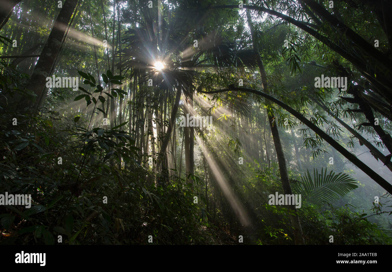 Sol y niebla en una exuberante selva tropical en el Parque Nacional de Kaeng Krachan, Tailandia Foto de stock