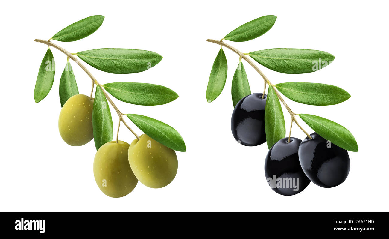 La rama de olivo, aceitunas verdes y negras con hojas aislado sobre fondo  blanco con trazado de recorte, colección Fotografía de stock - Alamy