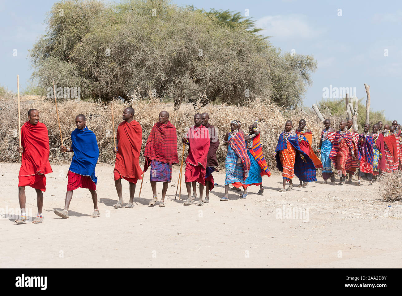 Masai en su camino fuera de la aldea para bailar y cantar. Amboselig, Kenya. Foto de stock