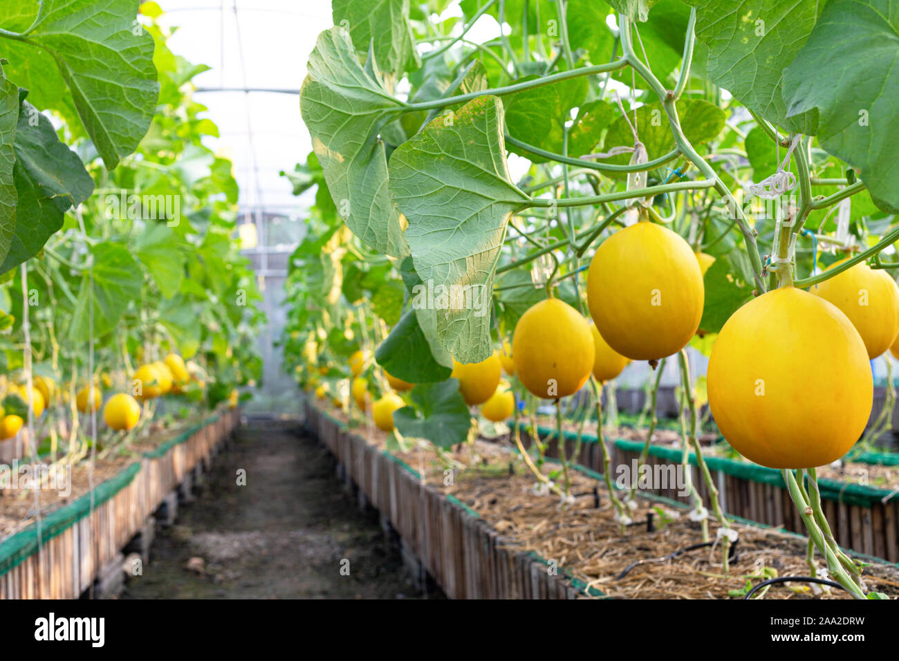 Orgánicos frescos melón amarillo dorado o melón listo para cosechar en el vivero de la granja de melón. Agricultura y granja de frutas concepto Foto de stock