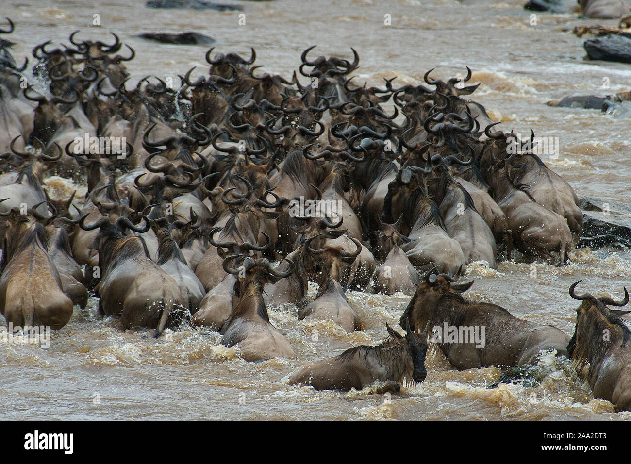 Los ñus cruzando el río Mara, Kenia, en julio de 2013, en sus grandes migraciones anuales. Foto de stock