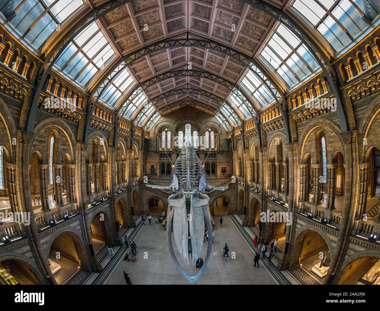 Amplio ángulo de visión de 25 metros de esqueleto de ballena azul femenino llamado 'Esperanza' en el Hintze Hall del Museo de Historia Natural de Londres, Reino Unido Foto de stock