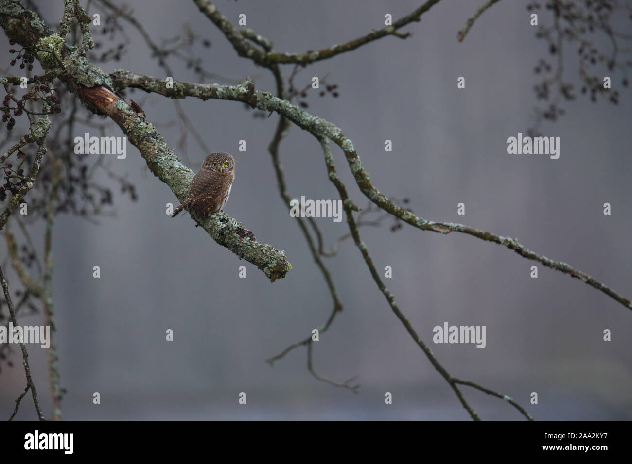 Búho pigmeo euroasiático (Glaucidium passerinum) Foto de stock