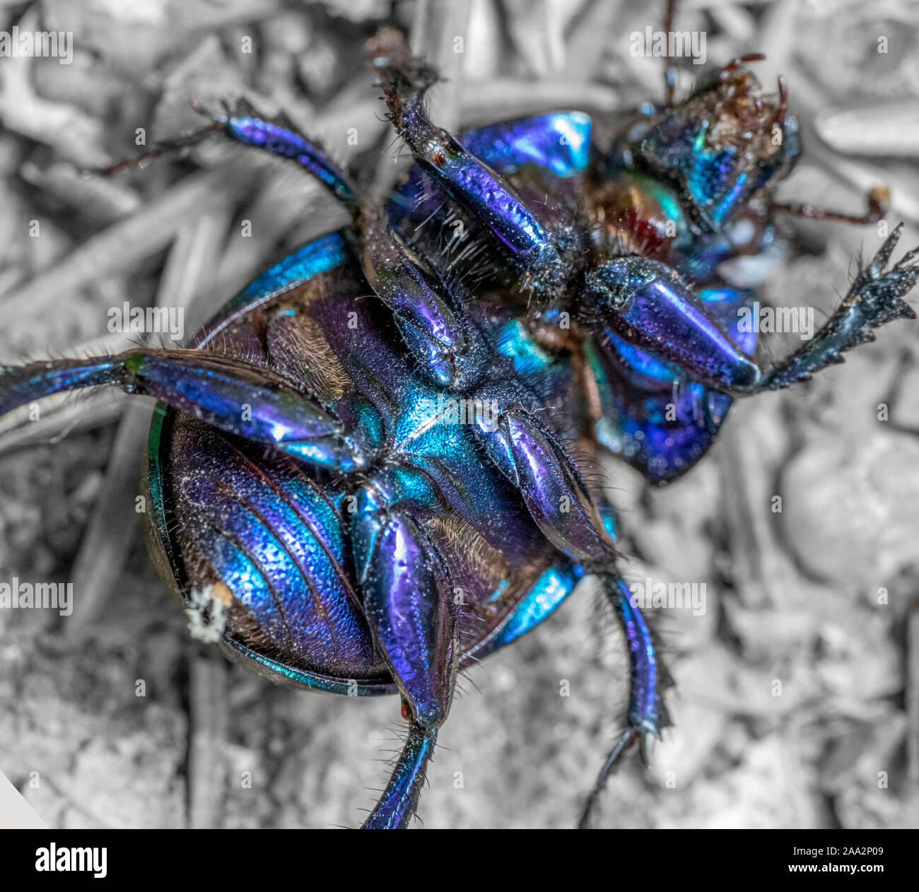 Colorido de escarabajos del estiércol supina closeup en ambiente gris Foto de stock